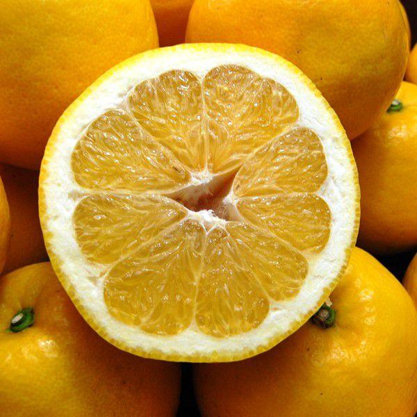 ジューシーオレンジ　お得用10ｋｇ |  | 05