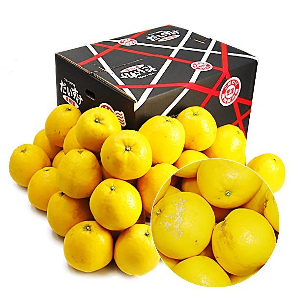 ジューシーオレンジ　キズキズ君10ｋｇ |  | 01