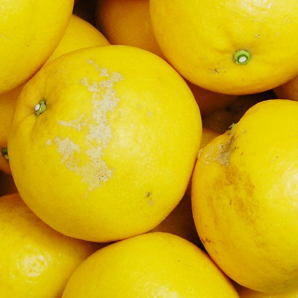 ジューシーオレンジ　キズキズ君10ｋｇ |  | 01