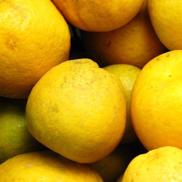 ジューシーオレンジ　キズキズ君10ｋｇ |  | 02