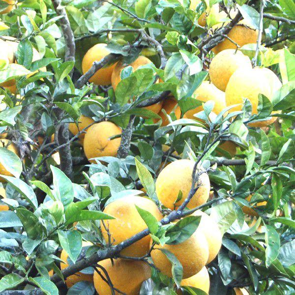 ジューシーオレンジ　キズキズ君10ｋｇ |  | 05