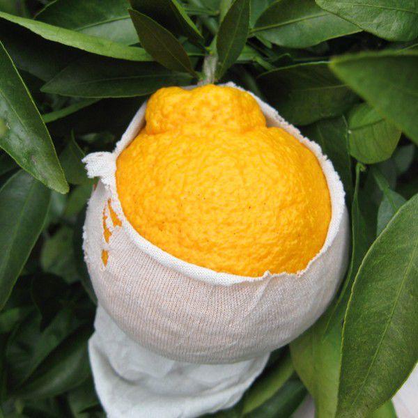 デコポンジュース12本 |  | 04