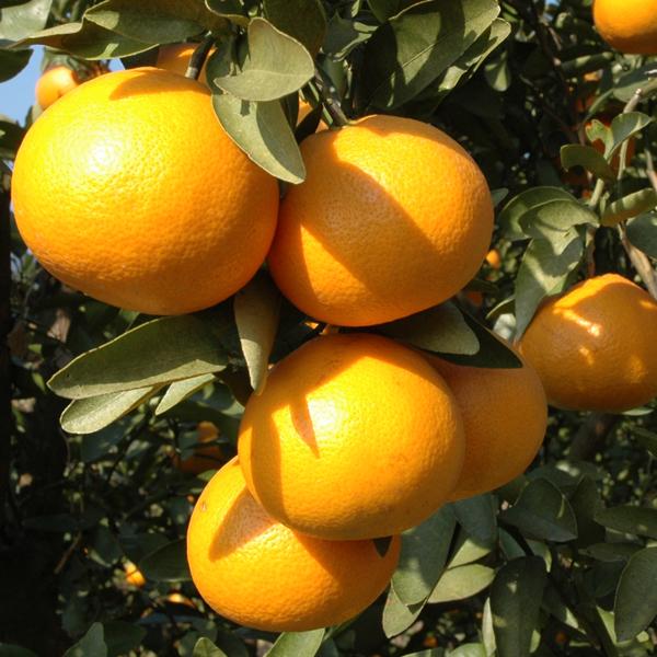 伊予柑（いよかん）ジュース12本 : 愛媛だいすけ果樹園 - 通販 - Yahoo