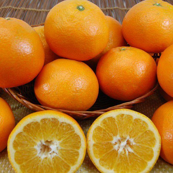 伊予柑(いよかん）ジュース6本 : 愛媛だいすけ果樹園 - 通販 - Yahoo