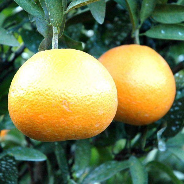 伊予柑(いよかん）ジュース6本 : 愛媛だいすけ果樹園 - 通販 - Yahoo