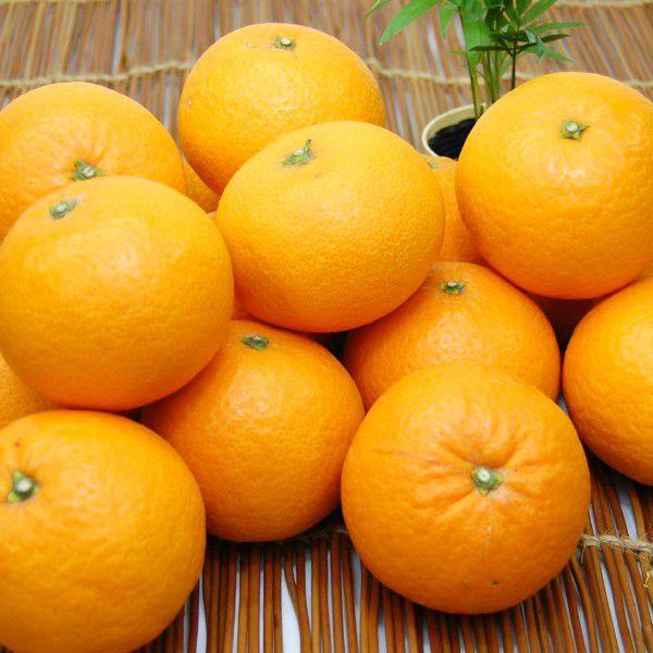 清見ジュース6本 : 愛媛だいすけ果樹園 - 通販 - Yahoo!ショッピング