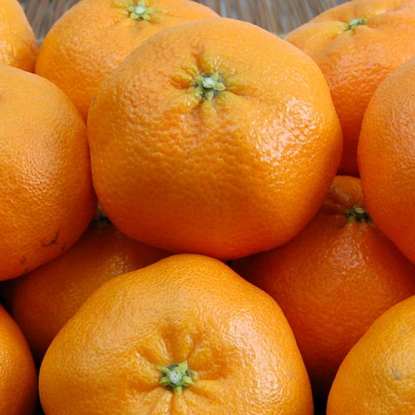 甘平 お得用 5kg : 愛媛だいすけ果樹園 - 通販 - Yahoo!ショッピング