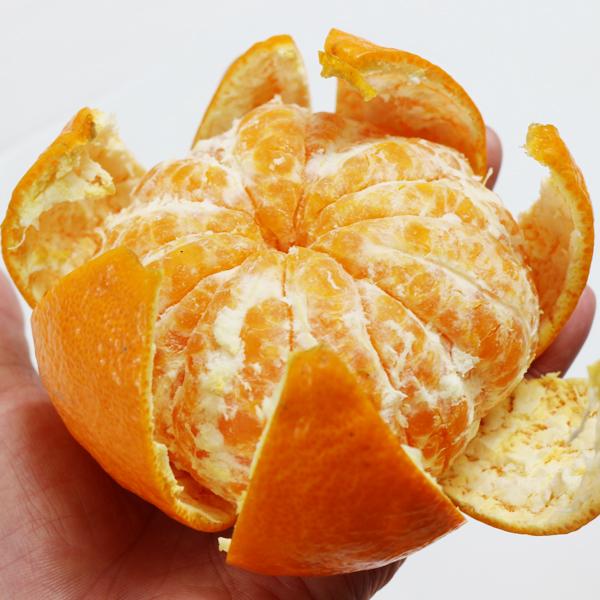 ☆大特価　甘平　10kg 愛媛オリジナル品種の希少柑橘・甘平をお値打ち価格で販売中【訳あり10kg】