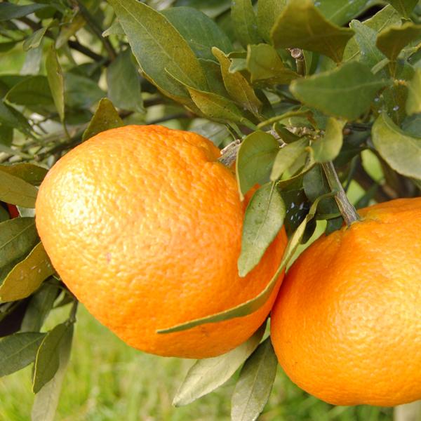 甘平 キズキズ君 5ｋｇ |  | 04