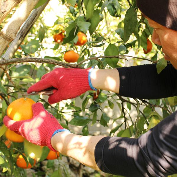 甘平 キズキズ君 5ｋｇ |  | 05