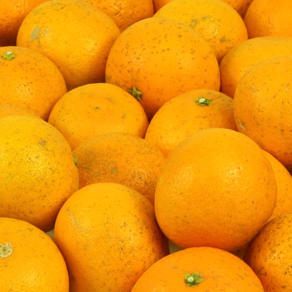 清見 キズキズ君 10kg : 愛媛だいすけ果樹園 - 通販 - Yahoo