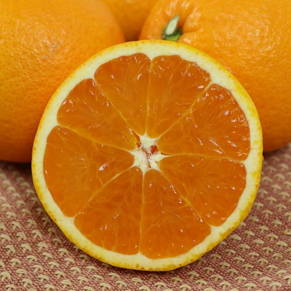 清見 キズキズ君 10kg : 愛媛だいすけ果樹園 - 通販 - Yahoo