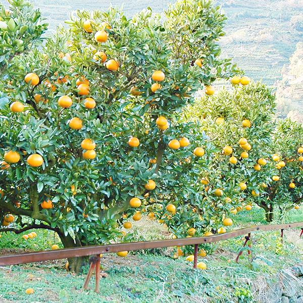 清見 キズキズ君 10kg : 愛媛だいすけ果樹園 - 通販 - Yahoo