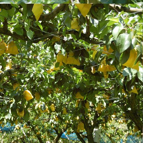 幸水梨 ギフト用 5kg |  | 05