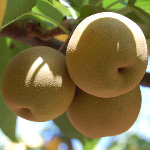 幸水梨 お得用 10kg |  | 01