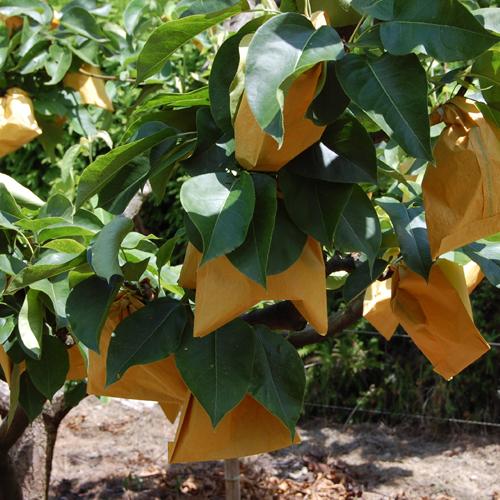 幸水梨 お得用 10kg |  | 03