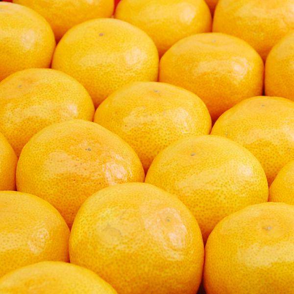 愛媛みかん ギフト用 5kg : 愛媛だいすけ果樹園 - 通販 - Yahoo