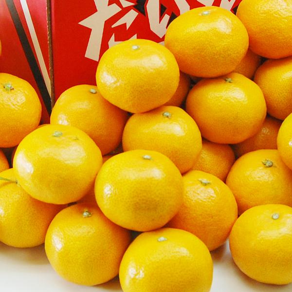 みかん 期間限定｜みかんの花嫁 《HFM-05A》｜公式ホシフルーツ通販/スイーツ