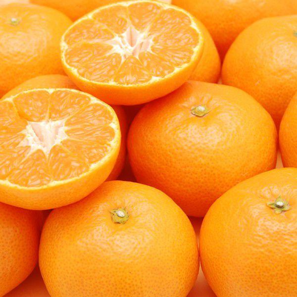 みやもと　みかん さま、専用　PET PARADISE 愛媛みかん お得用5kg : 愛媛だいすけ果樹園 - 通販 - Yahoo