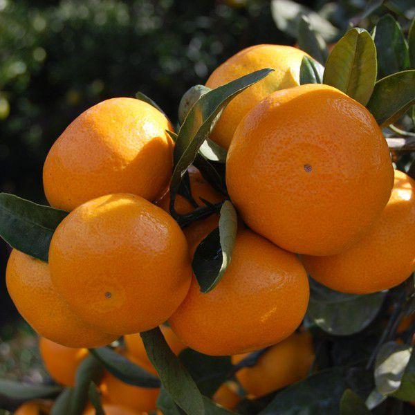 愛媛みかん お得用5kg : 愛媛だいすけ果樹園 - 通販 - Yahoo