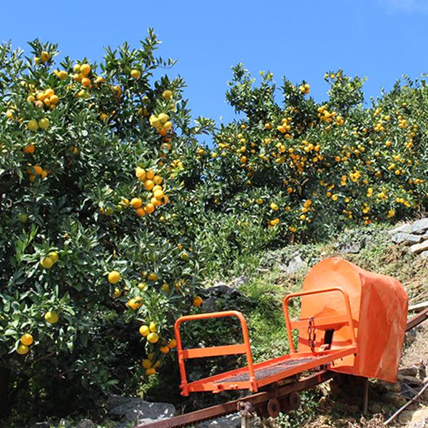 愛媛みかん お得用 10kg : 愛媛だいすけ果樹園 - 通販 - Yahoo