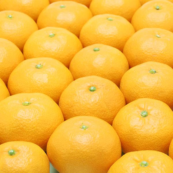 愛媛みかん お得用 10kg : 愛媛だいすけ果樹園 - 通販 - Yahoo