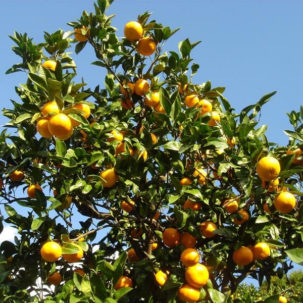 愛媛みかん お得用10kg : 愛媛だいすけ果樹園 - 通販 - Yahoo