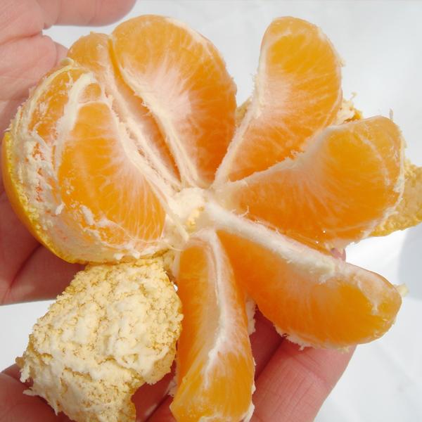 愛媛みかん お得用 10kg : 愛媛だいすけ果樹園 - 通販 - Yahoo