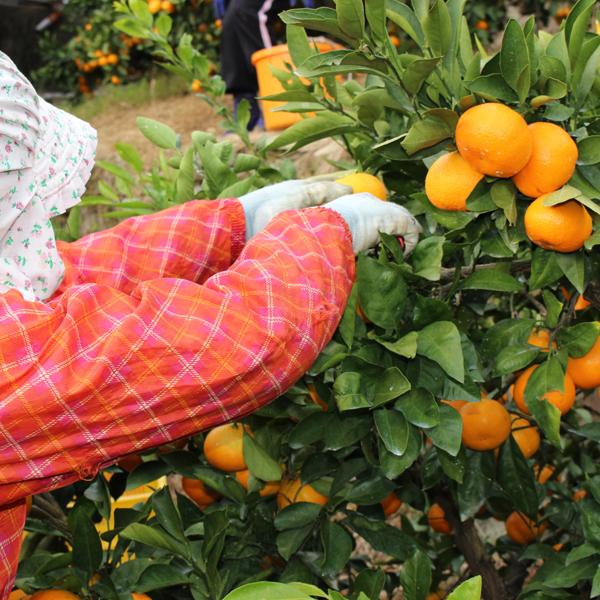 愛媛みかん お得用 10kg : 愛媛だいすけ果樹園 - 通販 - Yahoo