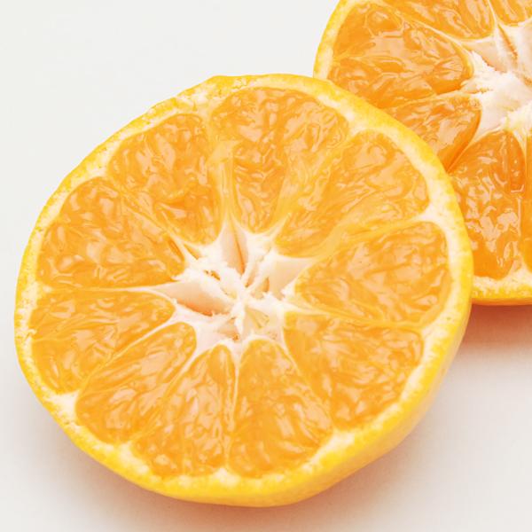 愛媛みかん こつぶ君 5kg : 愛媛だいすけ果樹園 - 通販 - Yahoo