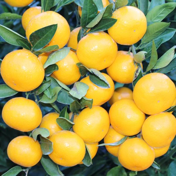 愛媛みかん こつぶ君 5kg : 愛媛だいすけ果樹園 - 通販 - Yahoo