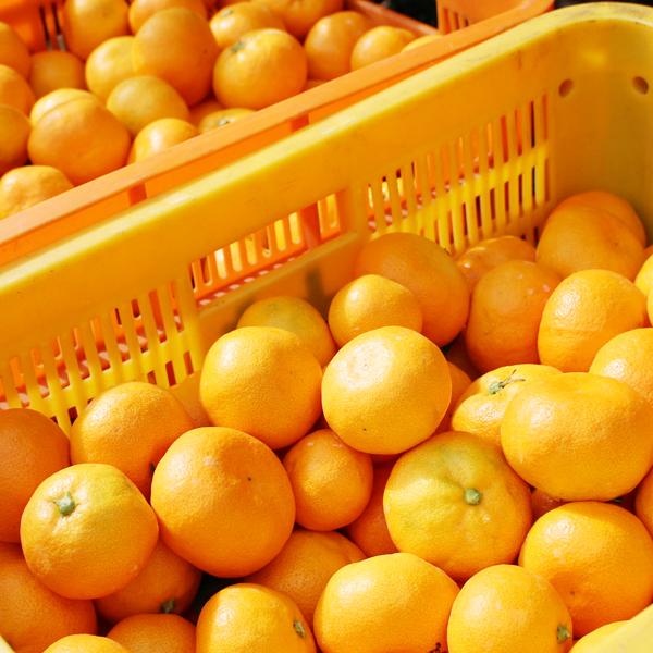 愛媛みかん こつぶ君 5kg : 愛媛だいすけ果樹園 - 通販 - Yahoo