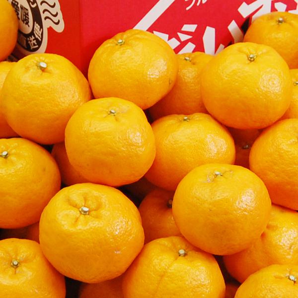 愛媛県産 ポンカン お得用 10kg : 愛媛だいすけ果樹園 - 通販