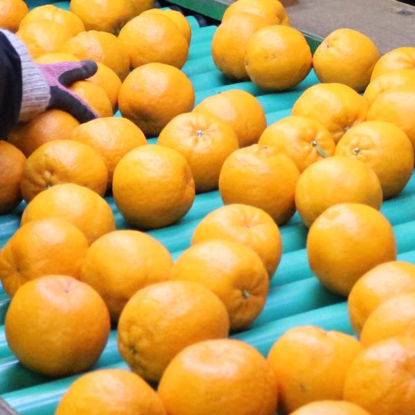 愛媛県産　ポンカン　柑橘　15kg 愛媛県西予市産 ぽんかん ご家庭用 約4kg＞約15～30個入り 訳あり 果物