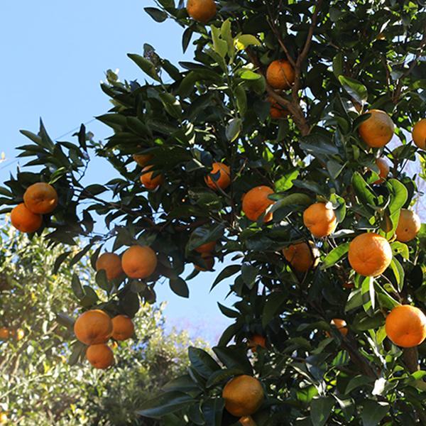愛媛県産 木成り完熟ポンカン５キロブラッドオレンジ１０キロ fruit-sunny_350ponkan1kg