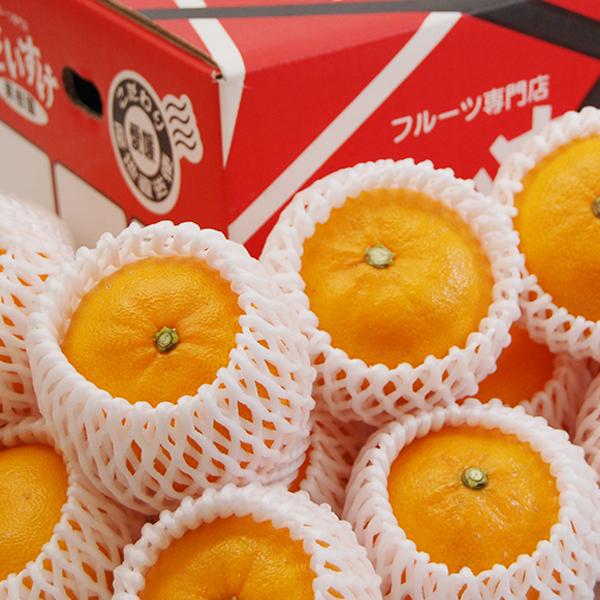 愛媛県産 せとか ギフト用 5ｋｇ |  | 01