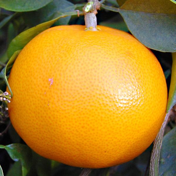 愛媛県産 せとか ギフト用 5ｋｇ |  | 07