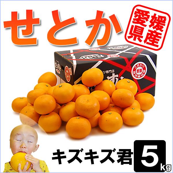 愛媛県産 せとか キズキズ君 5ｋｇ | 