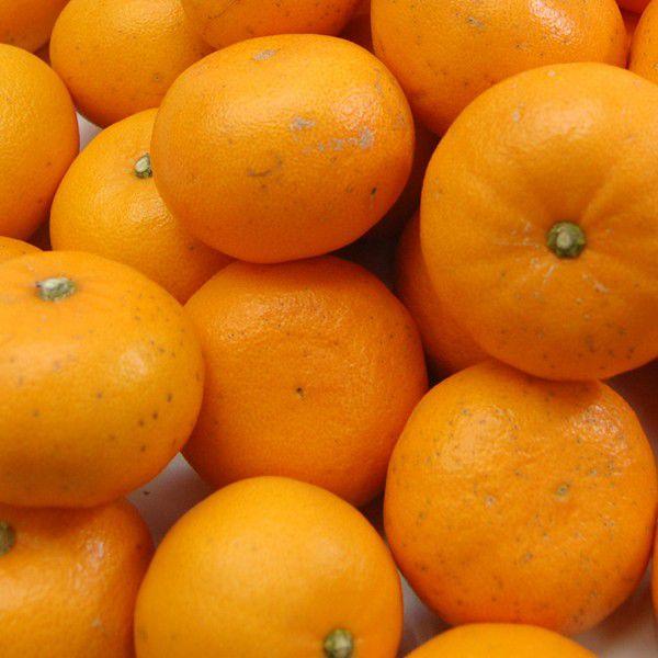愛媛県産 せとか キズキズ君 10kg : 愛媛だいすけ果樹園 愛媛県産 せとか キズキズ君 10kg : 愛媛だいすけ果樹園