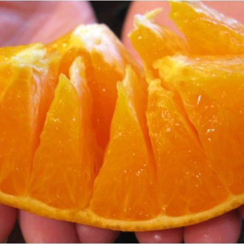 愛媛県産 せとか キズキズ君 10kg : 愛媛だいすけ果樹園 愛媛県産 せとか キズキズ君 10kg : 愛媛だいすけ果樹園