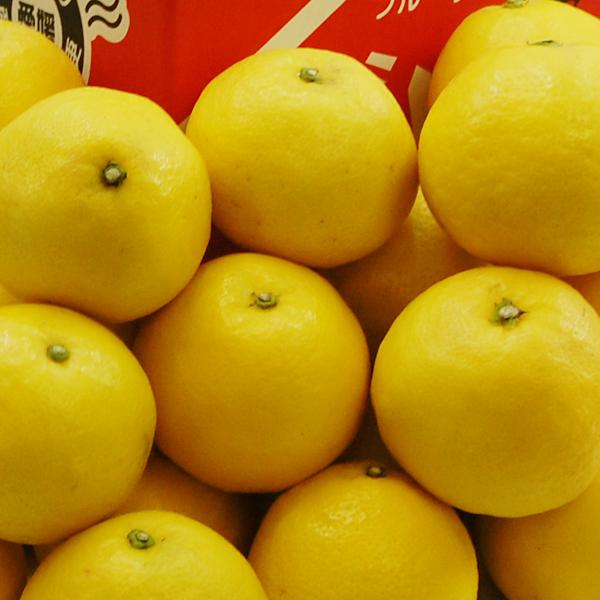 ニューサマーオレンジ お得用 10ｋｇ |  | 01