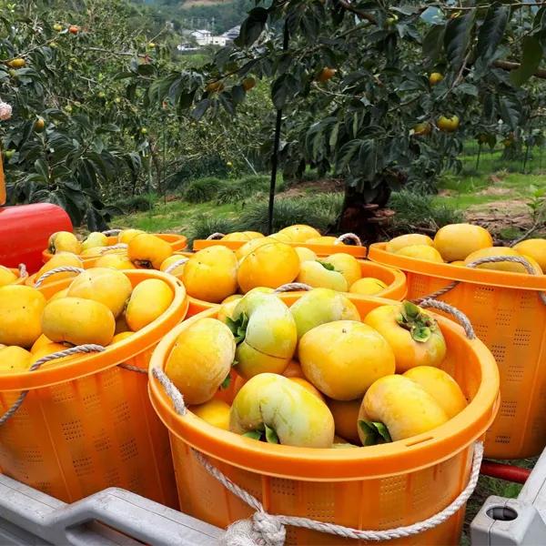 たねなし柿 ギフト用 5kg |  | 10