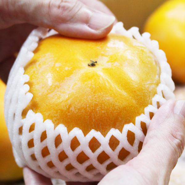 たねなし柿 ギフト用 5kg |  | 03