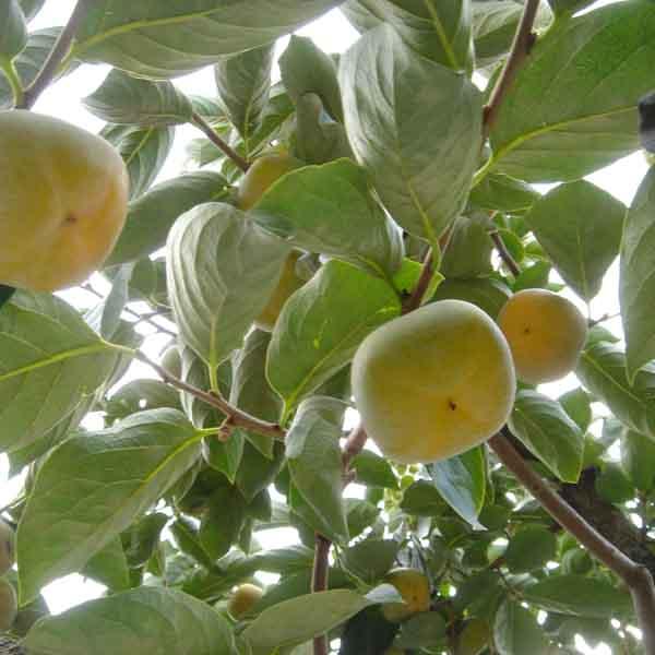 たねなし柿 ギフト用 5kg |  | 02