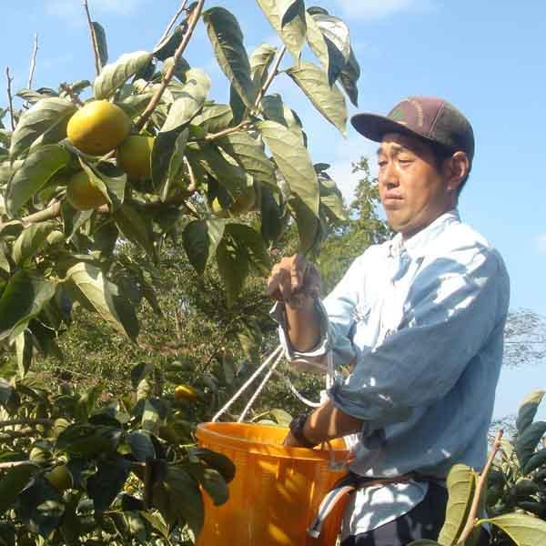 たねなし柿 ギフト用 5kg |  | 08