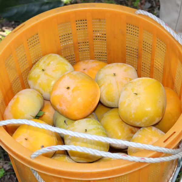 たねなし柿 ギフト用 5kg |  | 09