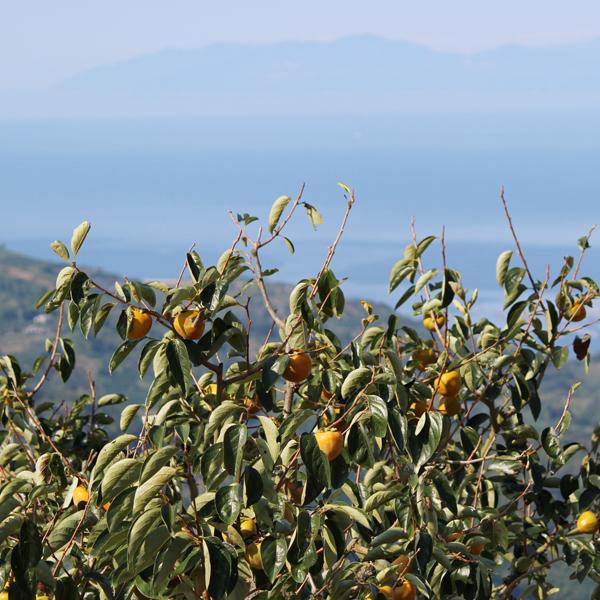 たねなし柿 ギフト用 5kg |  | 11