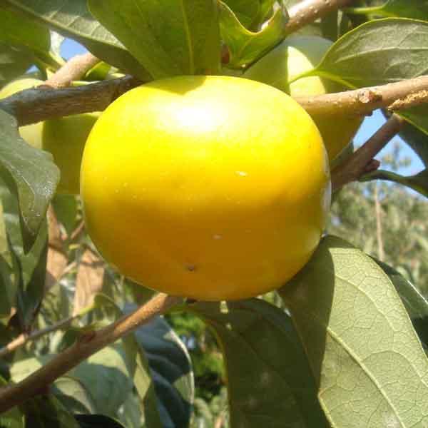 たねなし柿 こつぶ君 7kg |  | 01