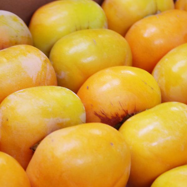 たねなし柿 こつぶ君 7kg |  | 01