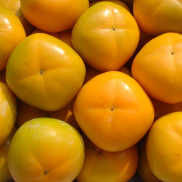 たねなし柿 こつぶ君 7kg |  | 04